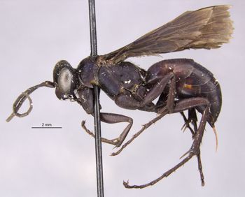 Media type: image;   Entomology 26231 Aspect: habitus lateral view